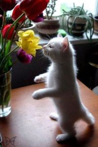 chat printemps fleur Beaphar